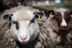 Shetland-Rural-Experience-2022_-8209