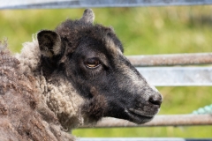 our-tours-fethaland3